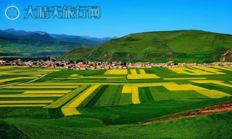 青海门源:百里油菜花海怒放迎游人