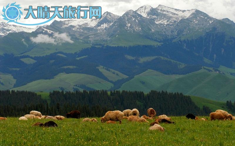 大晴天旅行网|新疆旅游|深度游自由行|伊犁一恰西草原