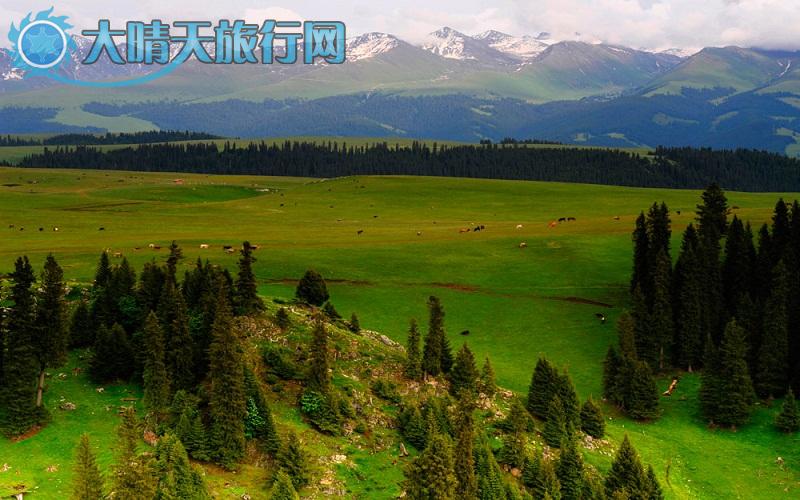 大晴天旅行网|新疆旅游|深度游自由行|伊犁一恰西草原