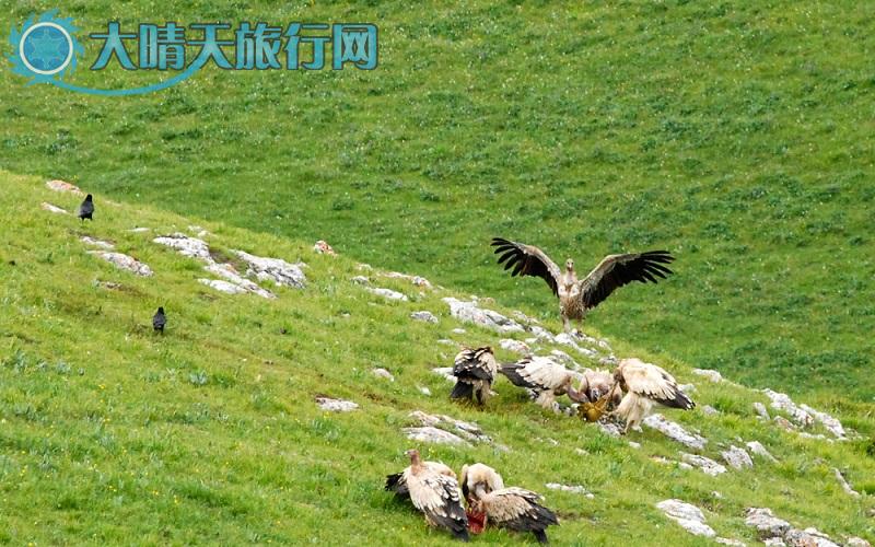 大晴天旅行网|新疆旅游|深度游自由行|伊犁一恰西草原