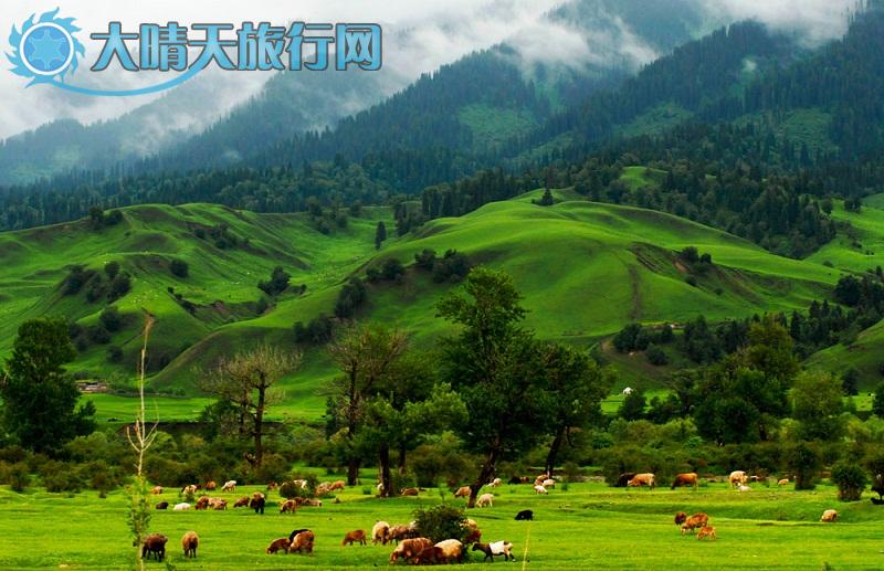 大晴天旅行网|新疆旅游|深度游自由行|伊犁一天山下美丽的草原
