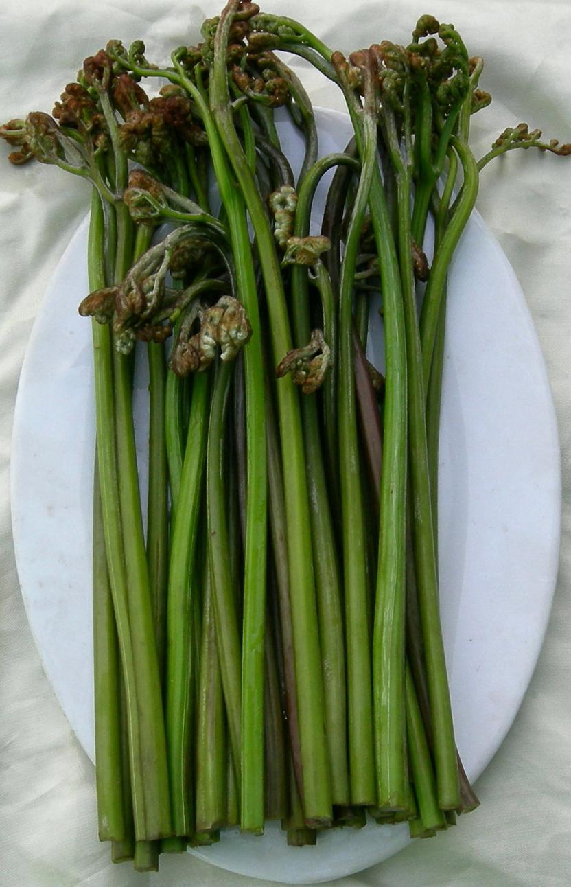 蕨菜